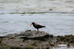 Haematopus fuliginosus