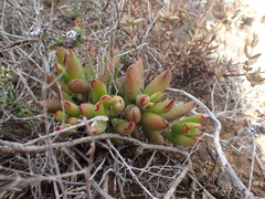 Cotyledon campanulata