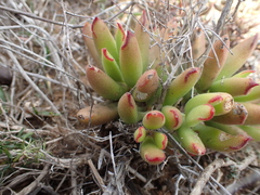 Cotyledon campanulata