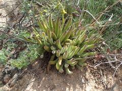 Cotyledon campanulata