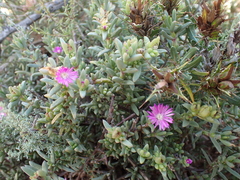Delosperma