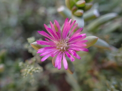 Delosperma