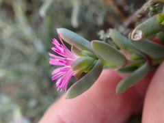 Delosperma