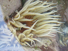 Anthopleura michaelseni