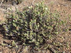 Ruschia uitenhagensis