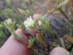 Ruschia uitenhagensis