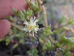 Ruschia uitenhagensis