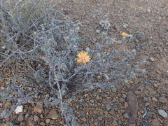 Trichodiadema aureum