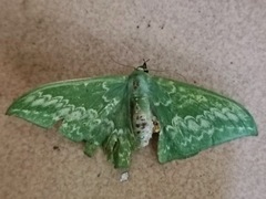 Tanaorhinus malayanus