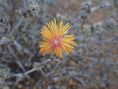 Trichodiadema aureum