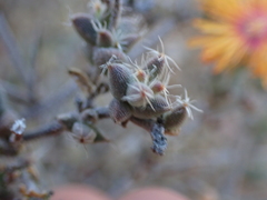 Trichodiadema aureum