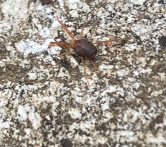 Acariformes
