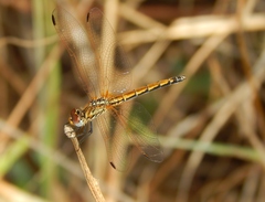 Trithemis