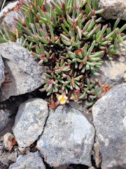 Lampranthus ceriseus