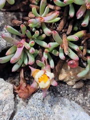 Lampranthus ceriseus