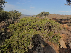 Schotia afra afra