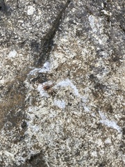 Acariformes