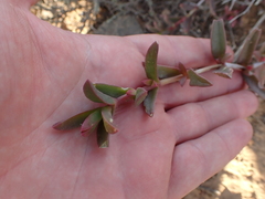 Delosperma uitenhagense