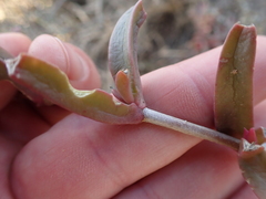 Delosperma uitenhagense