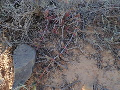 Delosperma uitenhagense