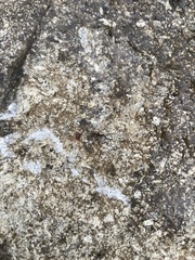 Acariformes