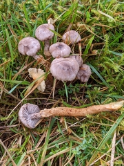 Dissoderma paradoxum