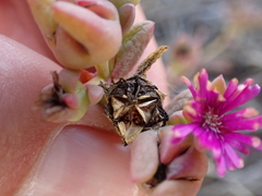 Delosperma uitenhagense