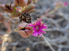 Delosperma uitenhagense