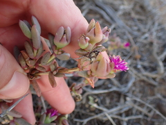 Delosperma uitenhagense