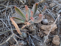 Tylecodon ventricosus
