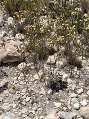 Hermannia trifoliata