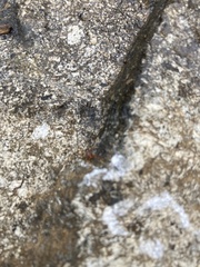 Acariformes