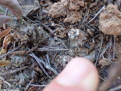 Tylecodon ventricosus