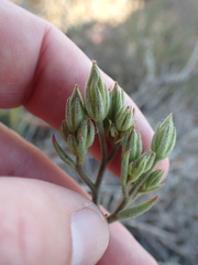 Tylecodon ventricosus