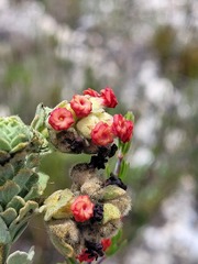 Hermannia trifoliata