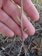 Tylecodon ventricosus