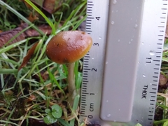 Psilocybe cyanescens