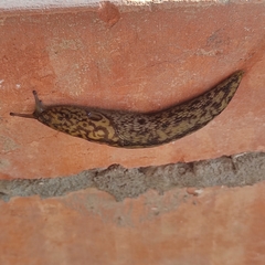 Limacus