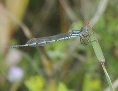 Austrolestes annulosus