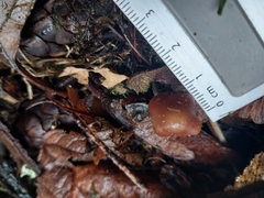 Psilocybe cyanescens
