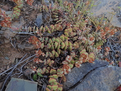 Crassula pellucida