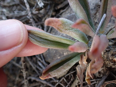 Tylecodon ventricosus