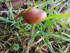 Psilocybe cyanescens