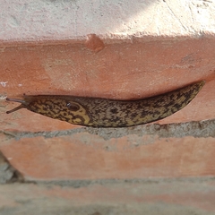 Limacus