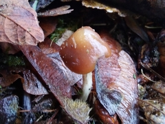 Psilocybe cyanescens