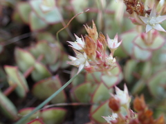 Crassula pellucida