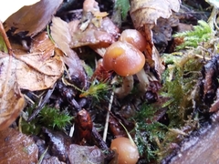 Psilocybe cyanescens