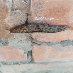 Limacus