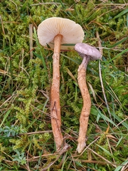 Dissoderma paradoxum