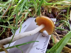 Psilocybe cyanescens